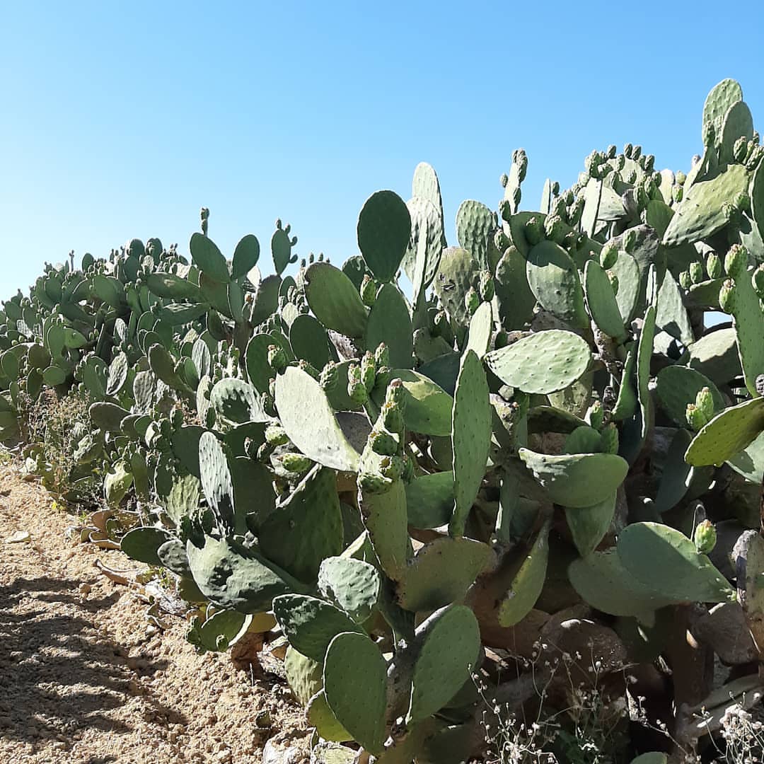 Raccolta fichi d'India